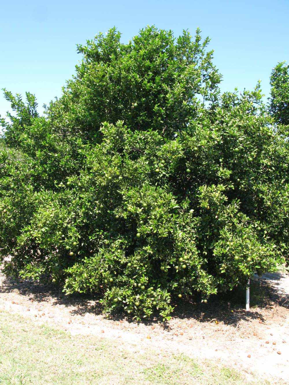            Habit (Winter Haven, FL)   